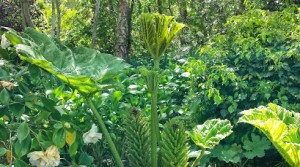 Spring 2014 Gunnera