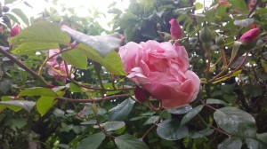 Pink Rose a1