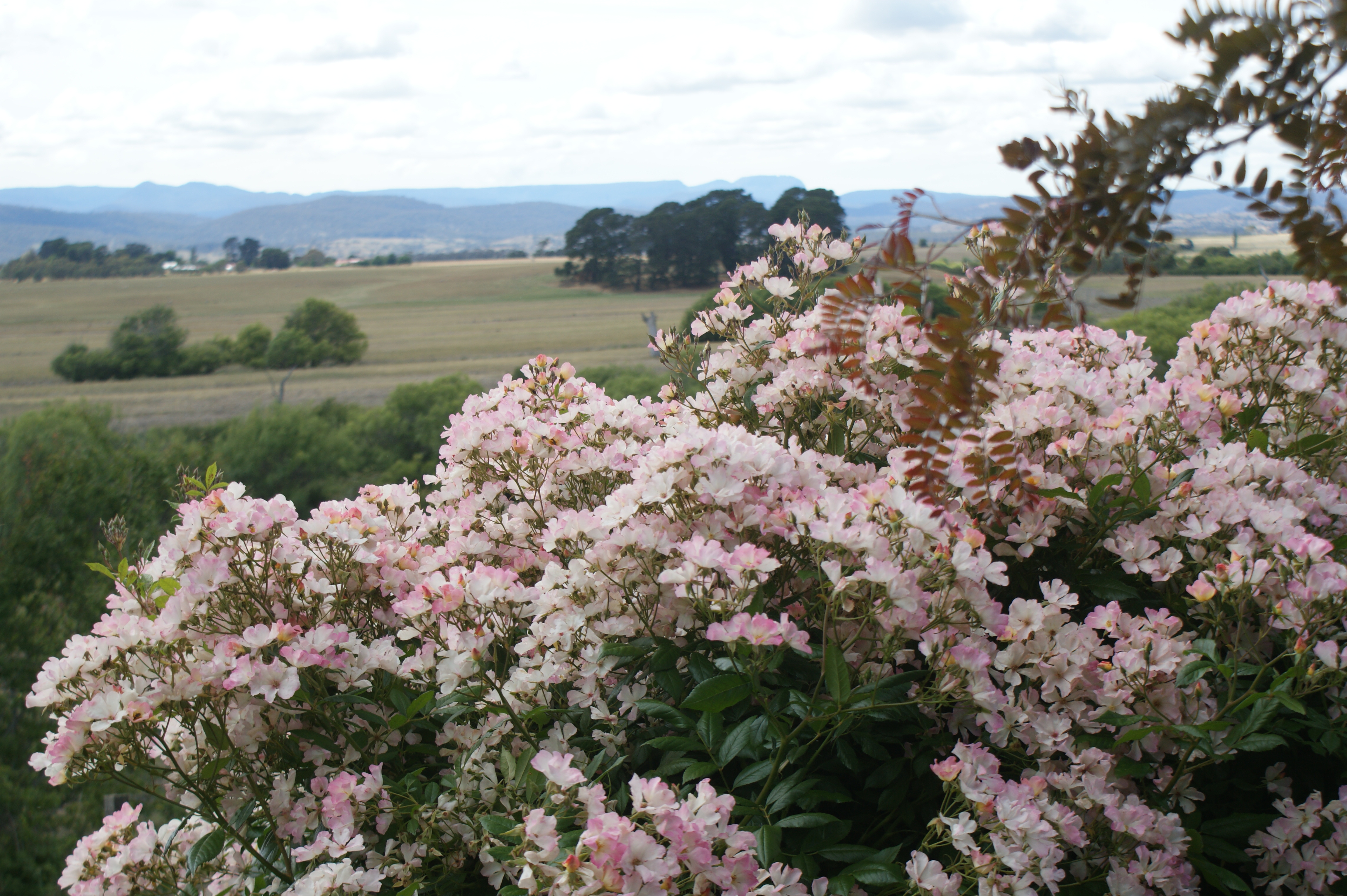 ericvale_roses_tasmanian_rose_gardens_2