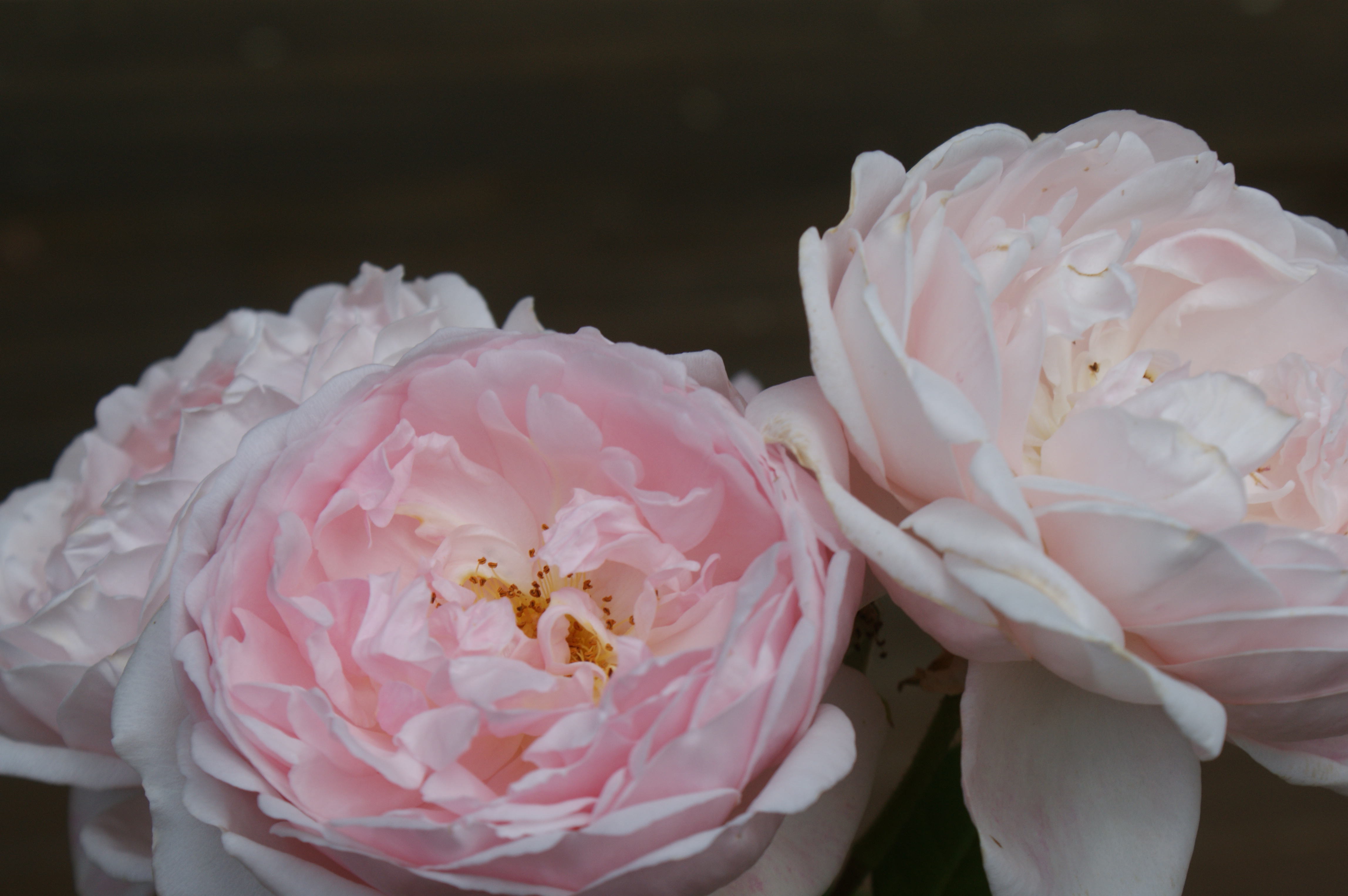 ericvale_roses_tasmanian_rose_gardens_4