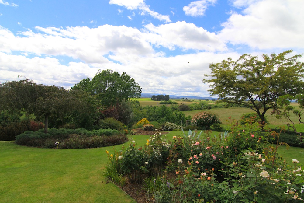 ericvale_roses_tasmanian_rose_gardens_5