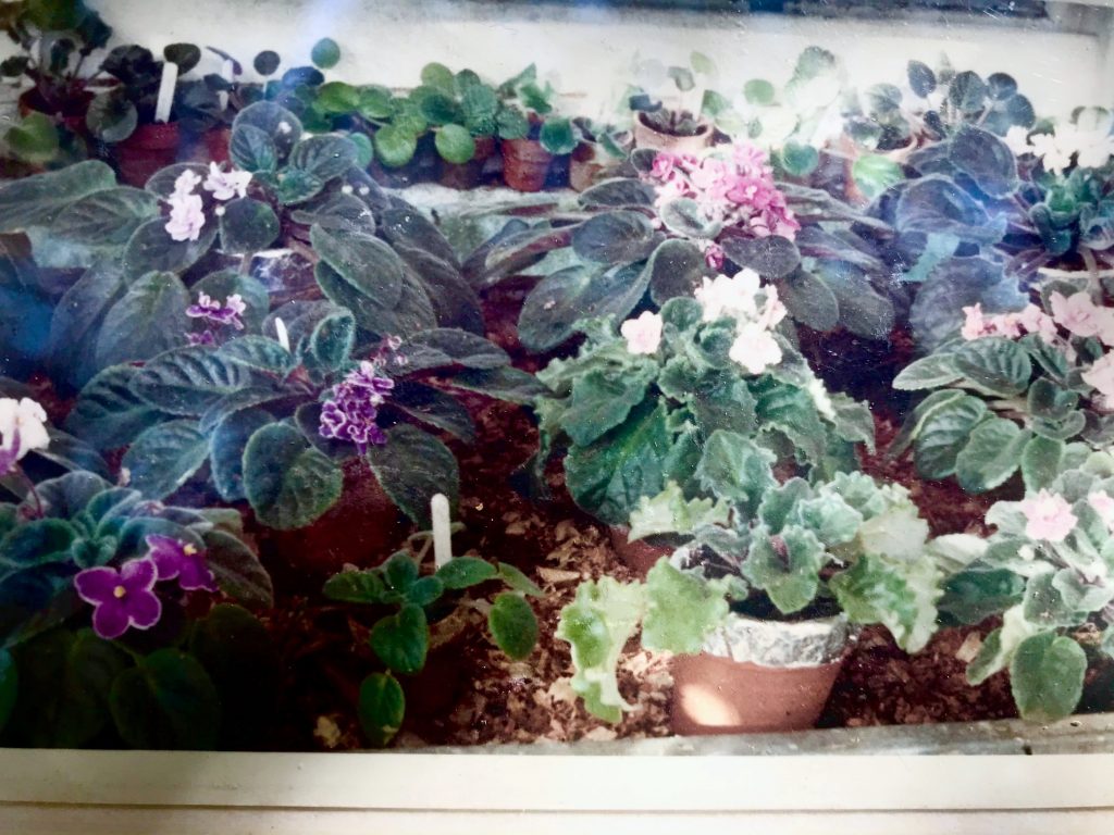 African violets growing in South Africa