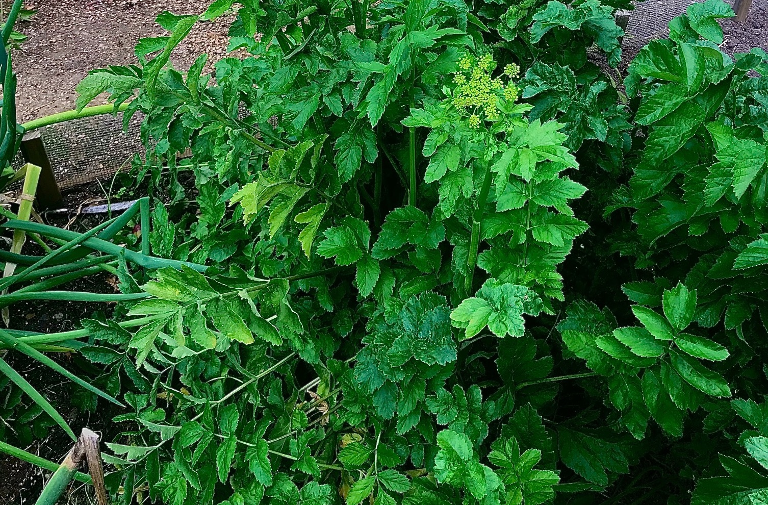 Herbs in a Tasmanian garden