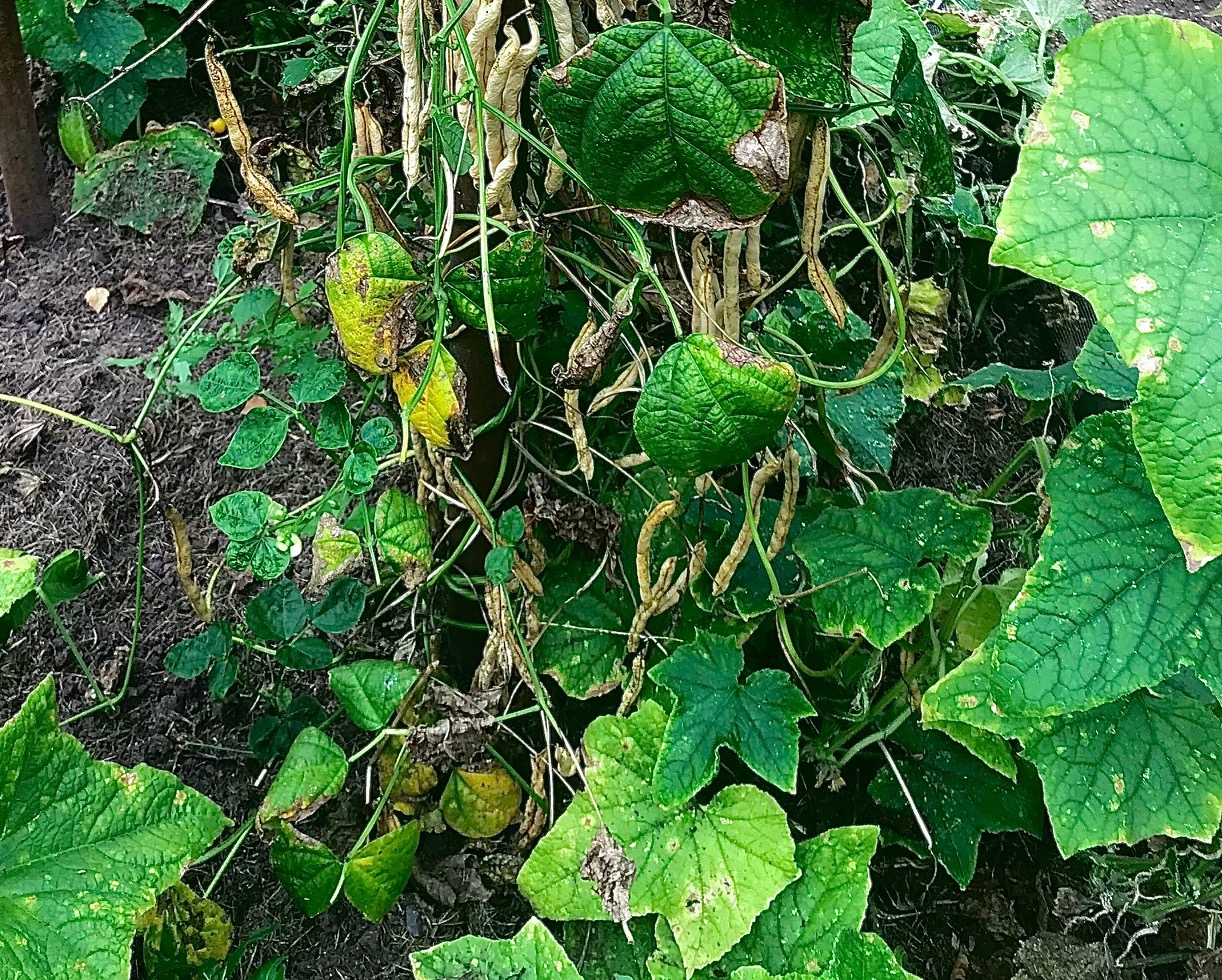 Beans in your vegetable garden in Tasmania